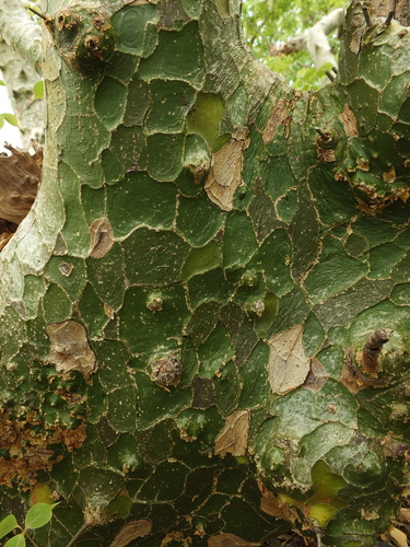 Commiphora caudata (Hill mango) — photo