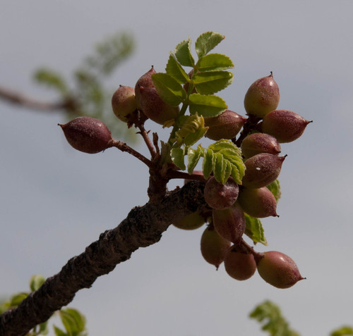 Commiphora crenatoserrata (Damara corkwood) — photo
