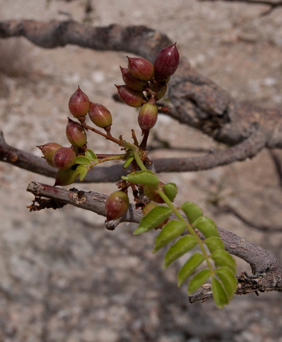 Commiphora crenatoserrata