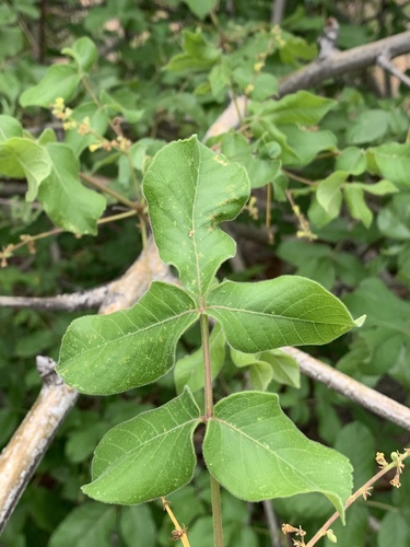 Commiphora edulis (Rough-leaved corkwood) — photo