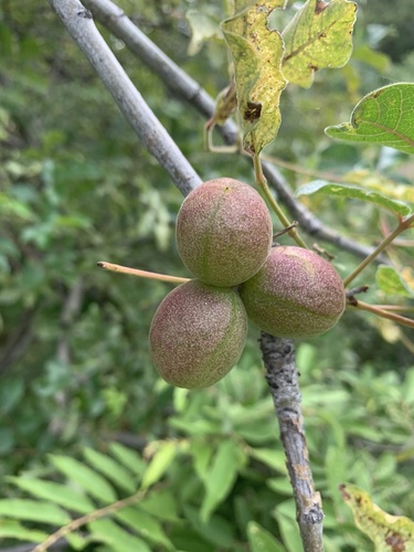 Commiphora edulis (Rough-leaved corkwood) — photo