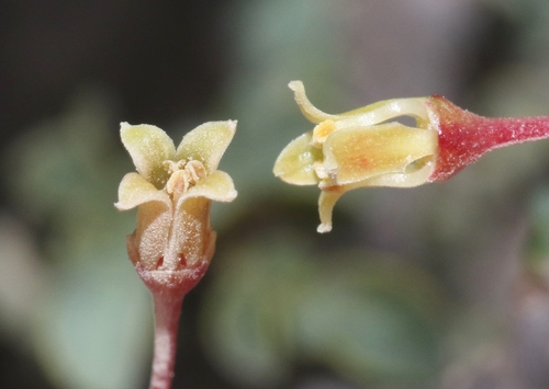 Commiphora foliacea — photo