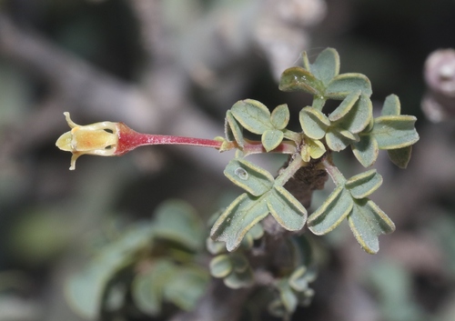Commiphora foliacea