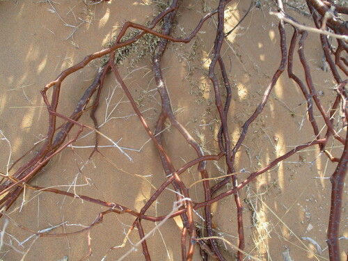 Commiphora giessii (Brown-stemmed corkwood) — photo