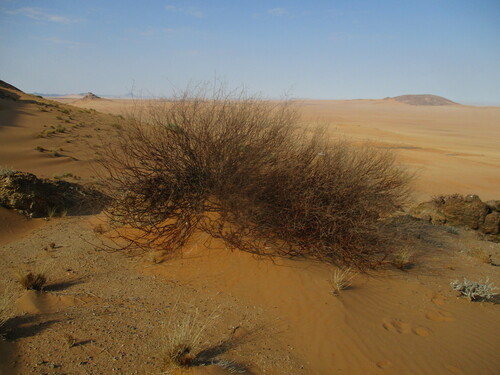 Commiphora giessii (Brown-stemmed corkwood) — photo