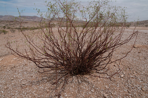 Commiphora giessii