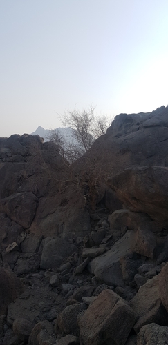 Commiphora gileadensis (Balm of gilead) — photo