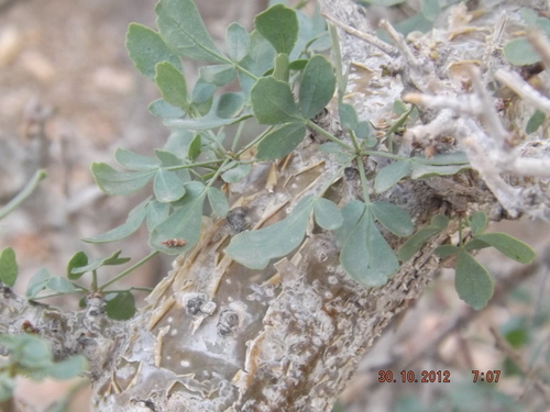 Commiphora gileadensis