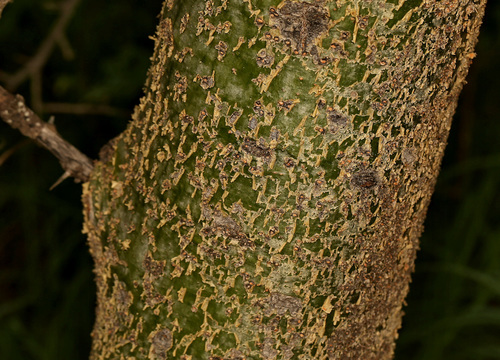 Commiphora glandulosa (Glandular corkwood) — photo
