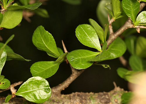 Commiphora glandulosa (Glandular corkwood) — photo