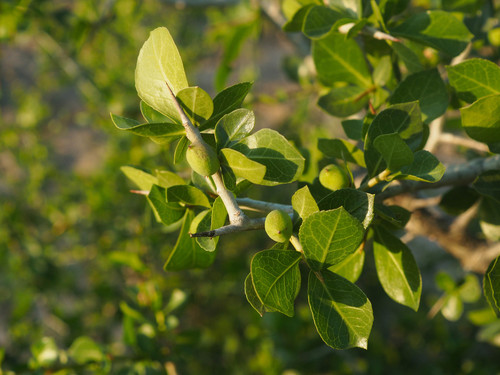 Commiphora glandulosa