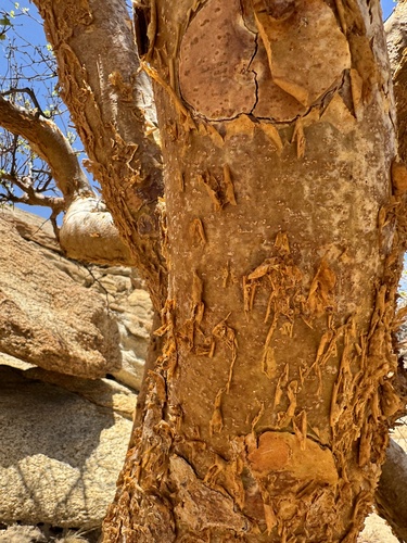 Commiphora glaucescens (Sea-green commiphora) — photo