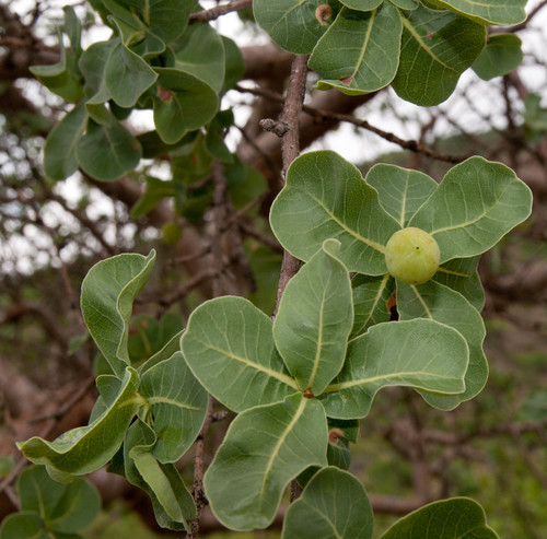 Commiphora glaucescens