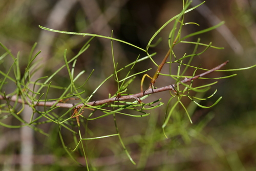 Commiphora gracilifrondosa (Stink corkwood) — photo