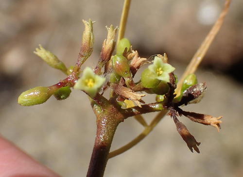 Commiphora gracilifrondosa (Stink corkwood) — photo