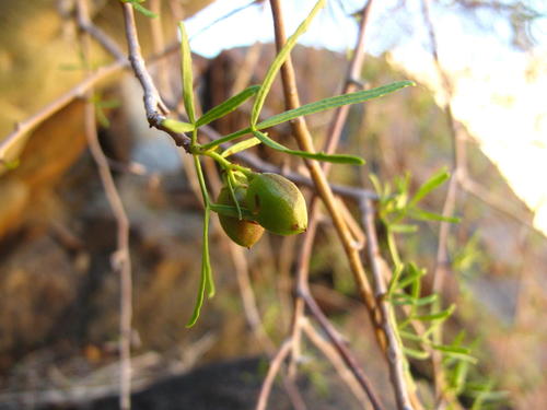 Commiphora gracilifrondosa