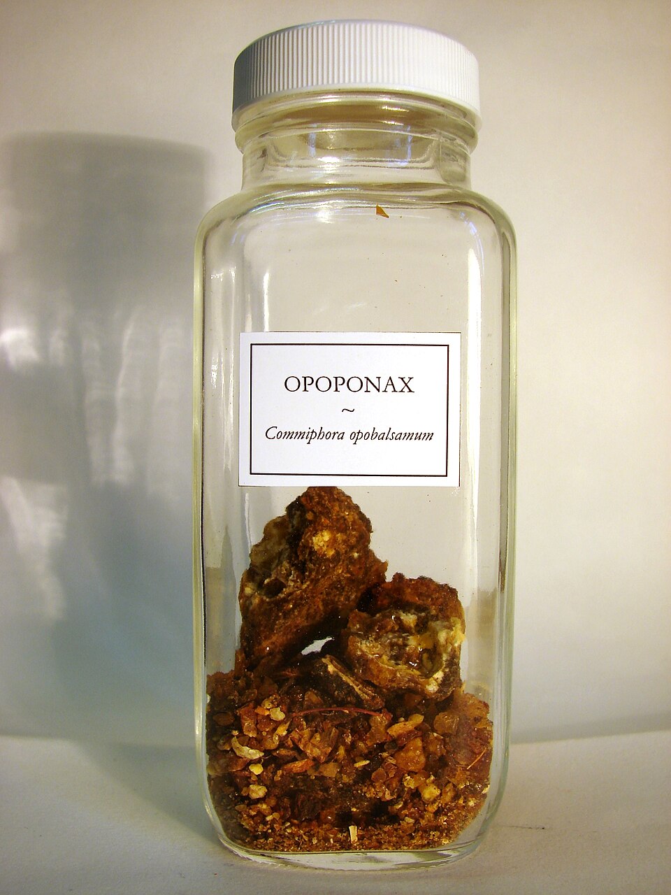 Commiphora guidottii (Sweet myrrh) — photo
