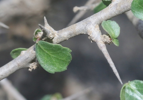 Commiphora habessinica (Abyssinian myrrh) — photo