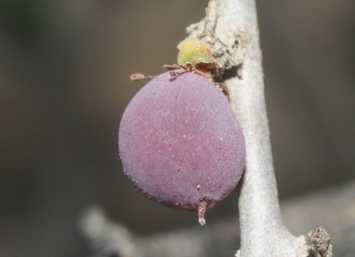Commiphora habessinica (Abyssinian myrrh) — photo