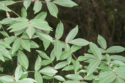Commiphora harveyi (Copper-stem corkwood) — photo