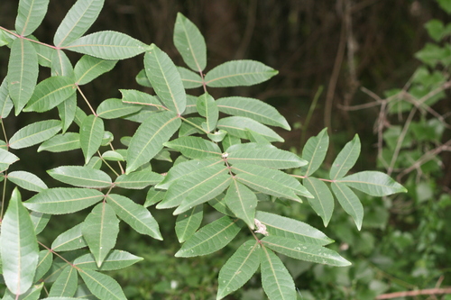 Commiphora harveyi (Copper-stem corkwood) — photo