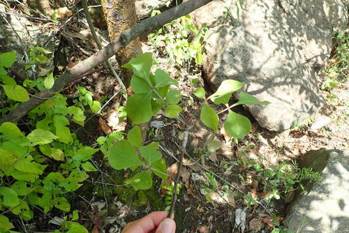 Commiphora kataf — photo