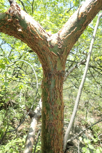 Commiphora kataf
