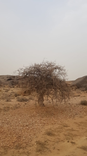 Commiphora kua (Myrrh) — photo