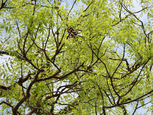 Commiphora madagascariensis