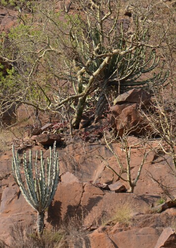 Commiphora marlothii (Paper-bark tree) — photo