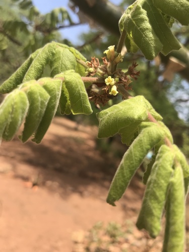 Commiphora marlothii