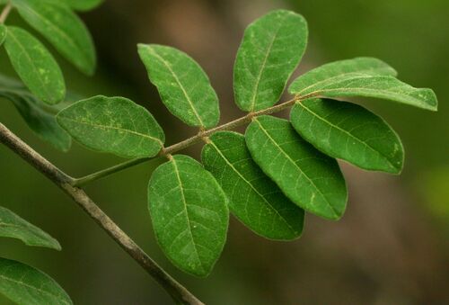 Commiphora mollis (Velvet commiphora) — photo