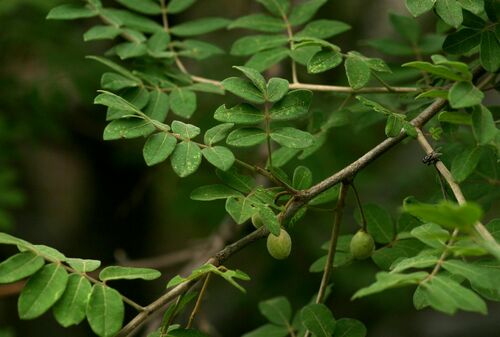 Commiphora mollis
