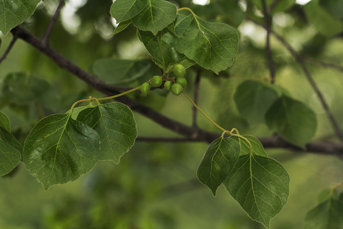 Commiphora mossambicensis (Pepper-leaf corkwood) — photo