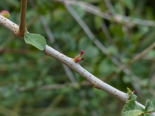 Commiphora mukul (Guggul) — photo