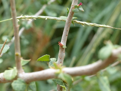 Commiphora mukul (Guggul) — photo