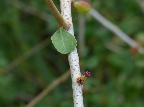 Commiphora mukul