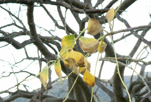 Commiphora multijuga (Purple-stem corkwood) — photo