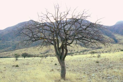 Commiphora multijuga (Purple-stem corkwood) — photo