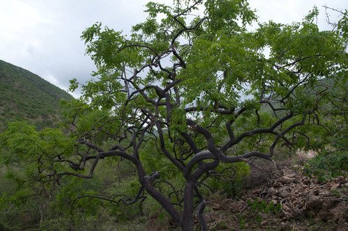 Commiphora multijuga