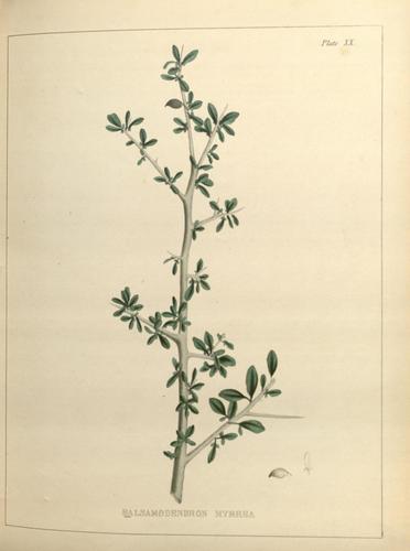 Commiphora myrrha (Myrrh) — photo