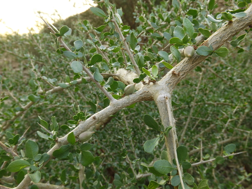 Commiphora myrrha (Myrrh) — photo