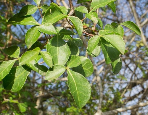 Commiphora neglecta (Sweet-root commiphora) — photo