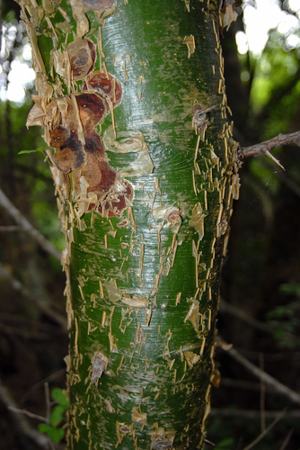Commiphora neglecta (Sweet-root commiphora) — photo