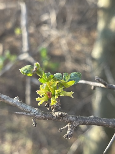 Commiphora neglecta