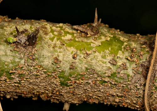 Commiphora pyracanthoides