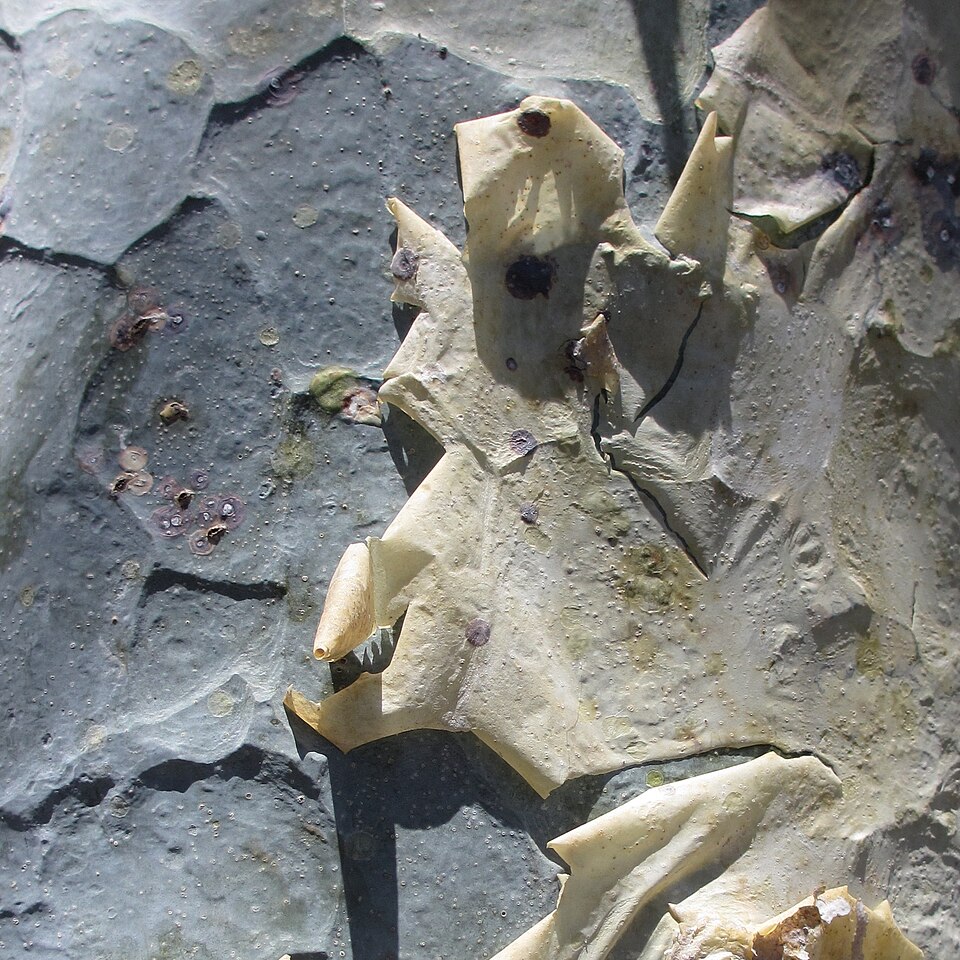 Commiphora rostrata