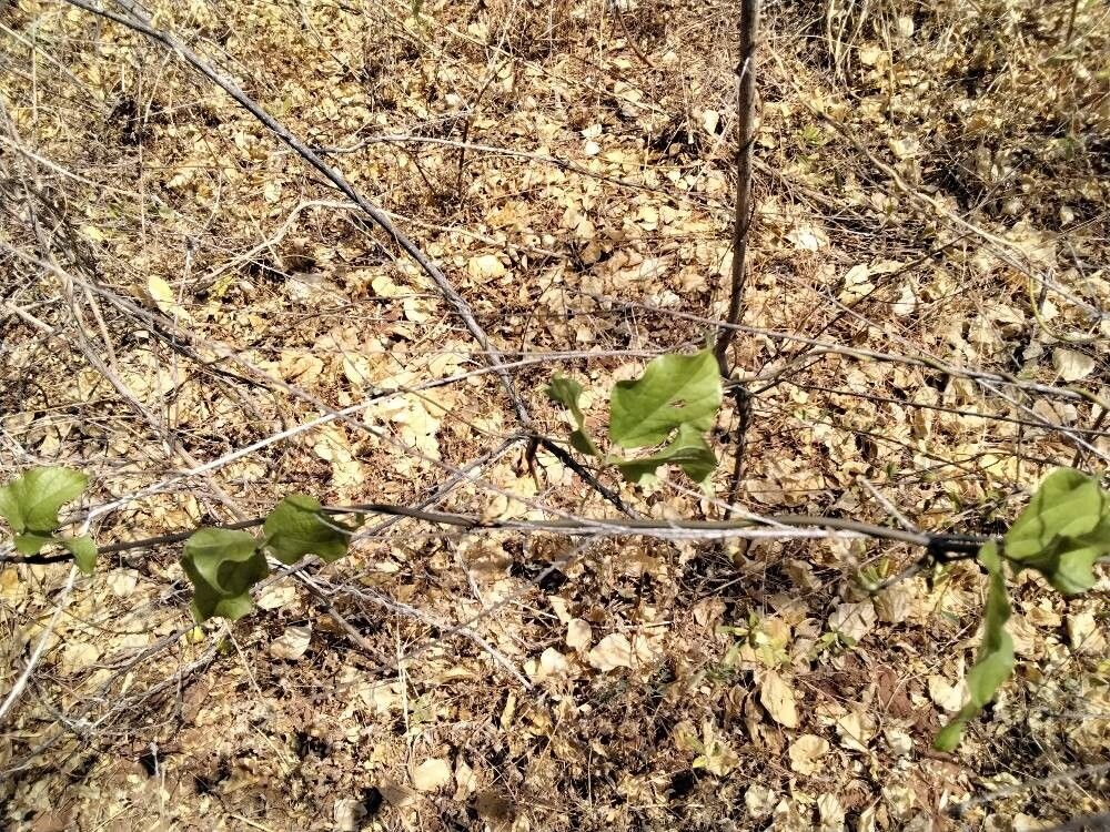 Commiphora samharensis (Aliboy) — photo