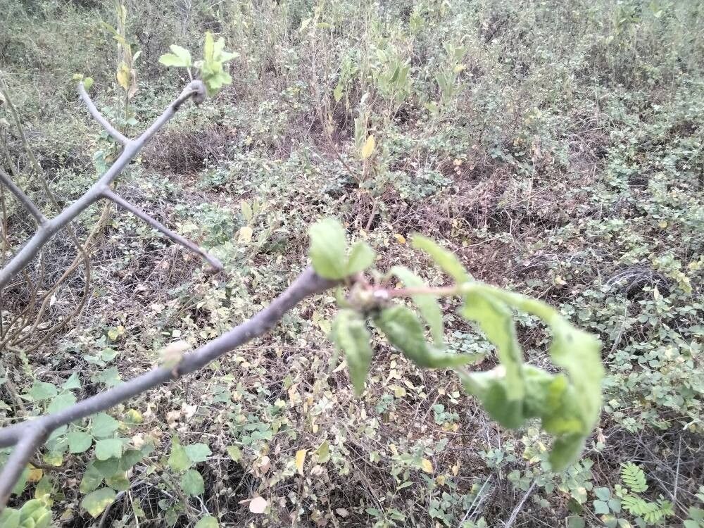 Commiphora samharensis