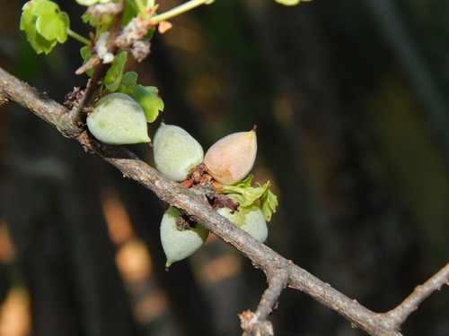 Commiphora schimperi (Glossy-leaved corkwood) — photo